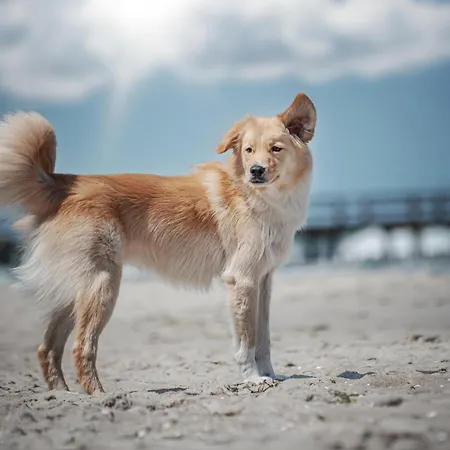 Aufschwung I Haushaelfte Lejlighed